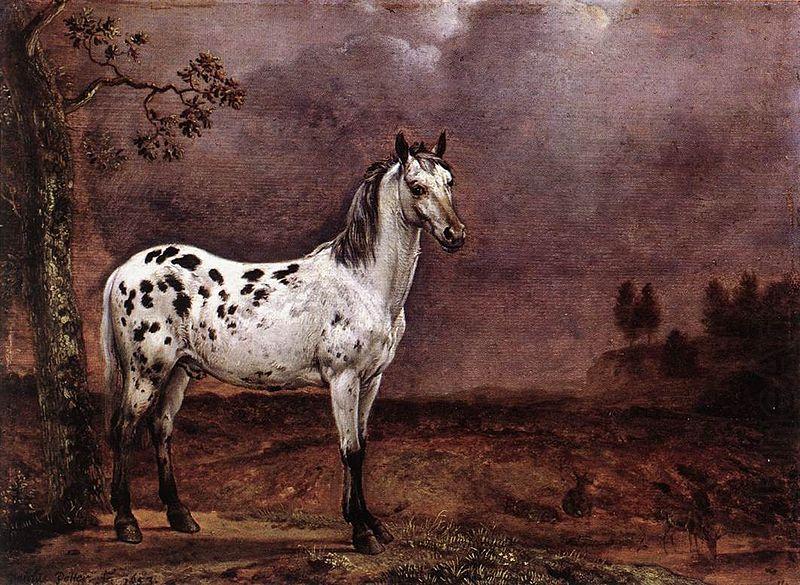 paulus potter The Spotted Horse china oil painting image
